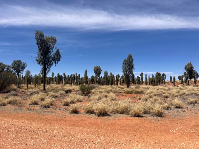 Birdbook Writing Notes: On Craft #1